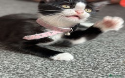 British Shorthair cats for sale: read description - Image 7