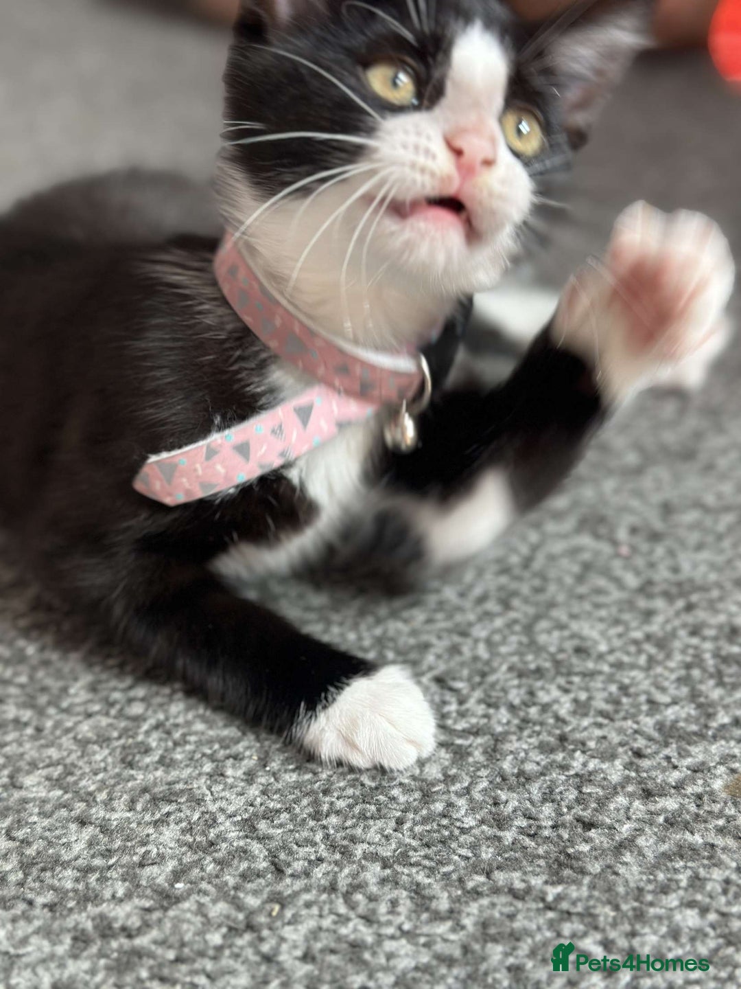British Shorthair cats for sale: read description - Image 7