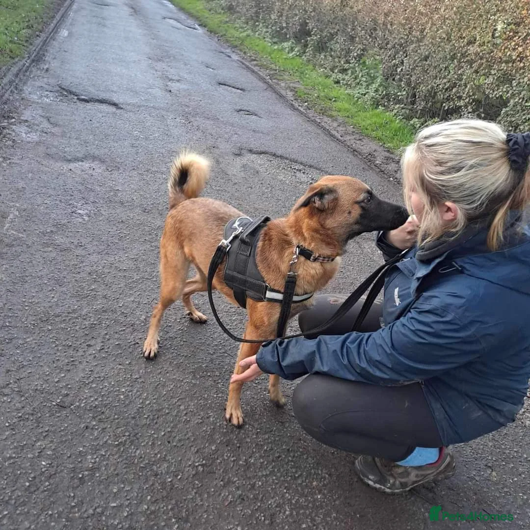 Mixed Breed dogs for adoption: Meet Ryder, currently residing in Cheshire  in Nantwich - Advert 12