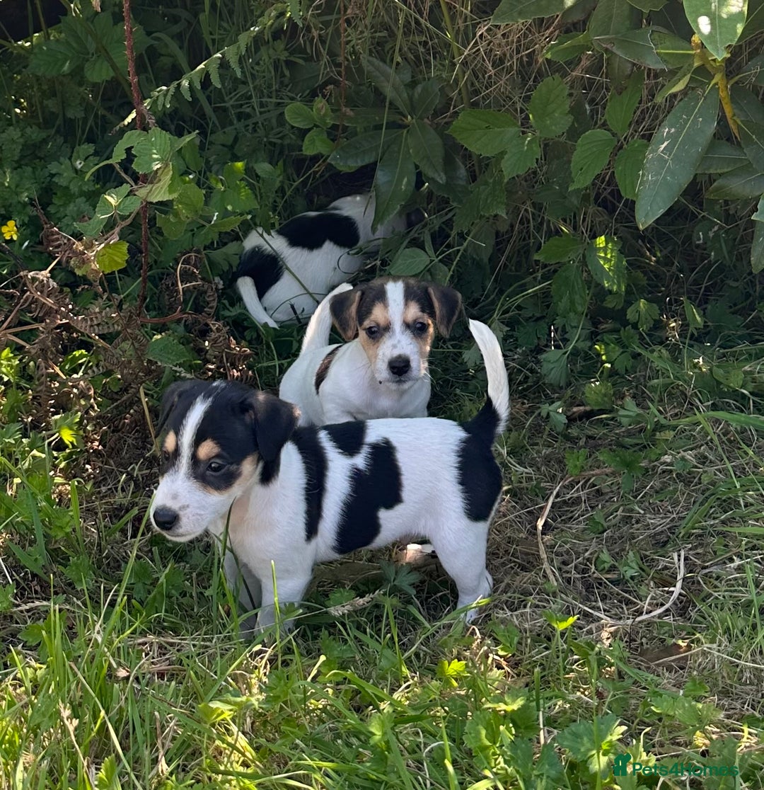 Terrier Welpen Kurzbeinige Jack Russell Terrier Rehpinscher Jack