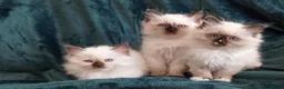 Ragdoll cats for sale: Ragdoll kitten. Ready for a new home  - Advert 2