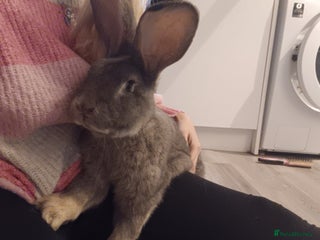 Continental Giant rabbits male bunny - Advert 14