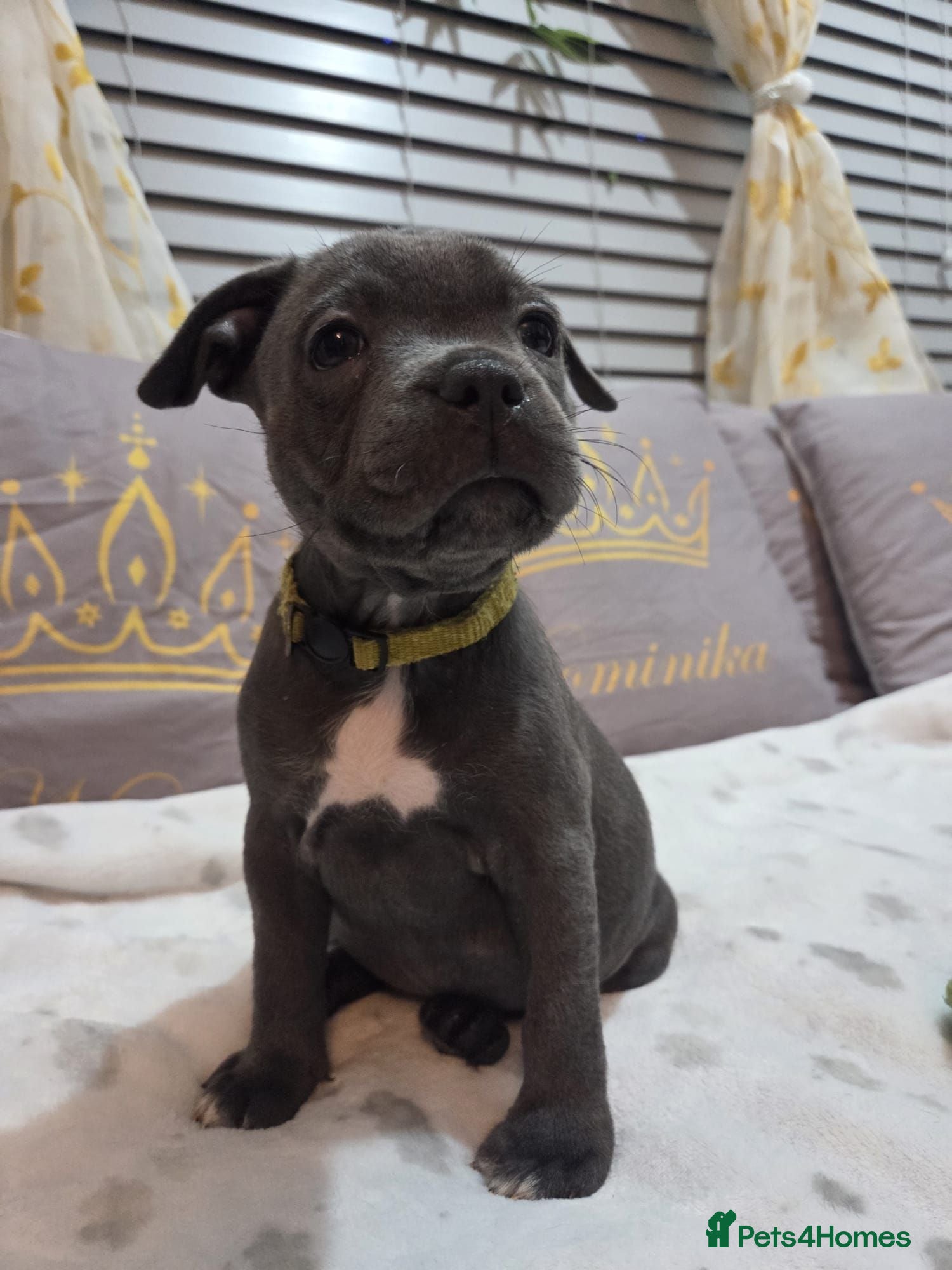 Staffordshire Bull Terrier dogs Beautiful Blue Staffies ❤️🙌 - Advert 4