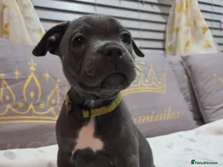 Staffordshire Bull Terrier dogs Beautiful Blue Staffies ❤️🙌 - Advert 4