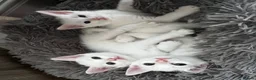 Mixed Breed cats for sale: White and tabby kittens  in Hinckley - Advert 2