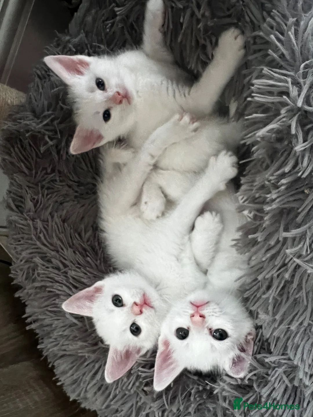 Mixed Breed cats for sale: White and tabby kittens  in Hinckley - Advert 2