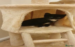 Mixed Breed cats for sale: Beautiful Playful Tuxedo Kitten - Image 3