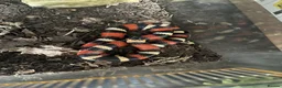 Milk Snake reptiles for sale: Pueplan milk snake  - Advert 2