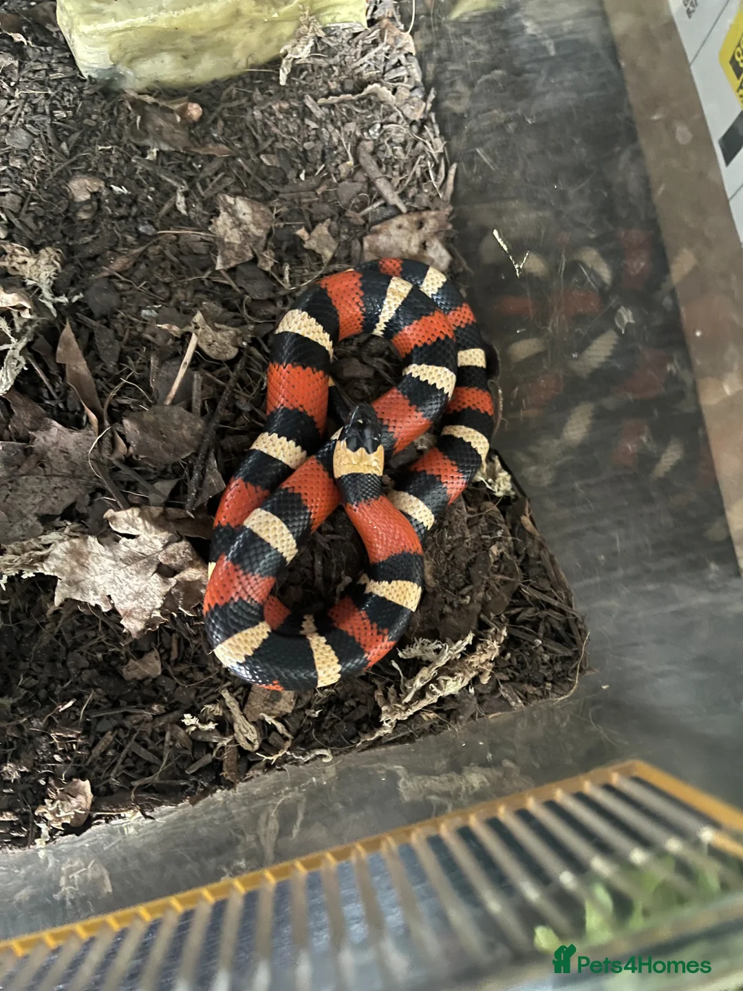 Milk Snake reptiles for sale: Pueplan milk snake  - Advert 2