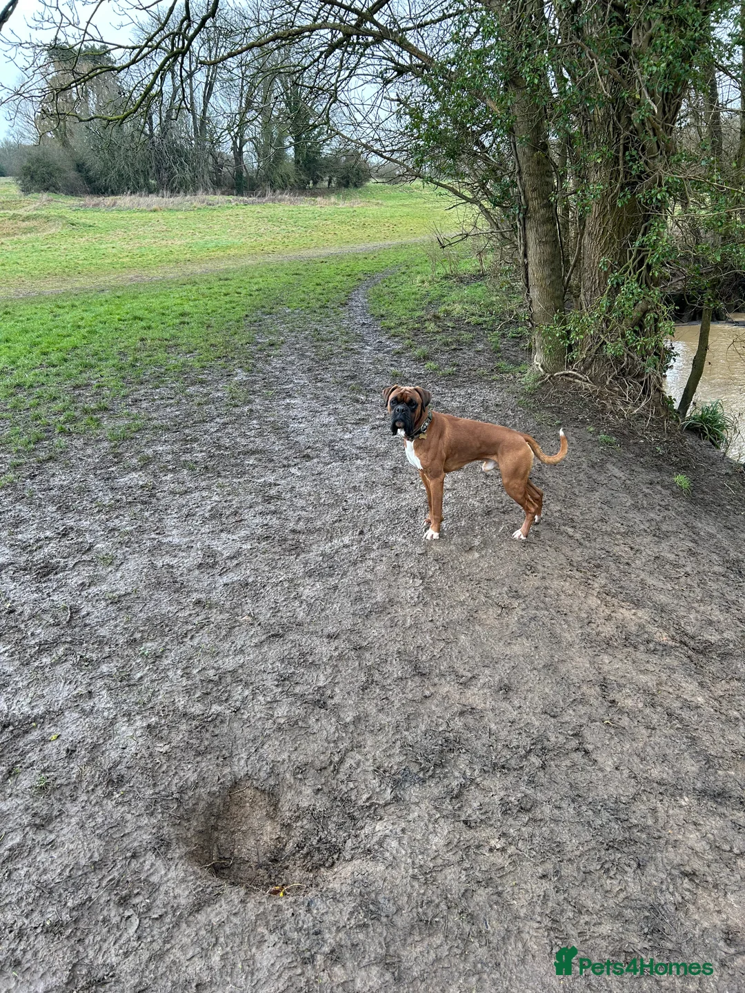 Boxer dogs for stud: Boxer boy for stud  - Advert 6