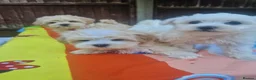 Havanese dogs for sale: Bichon havanese puppies - Advert 4
