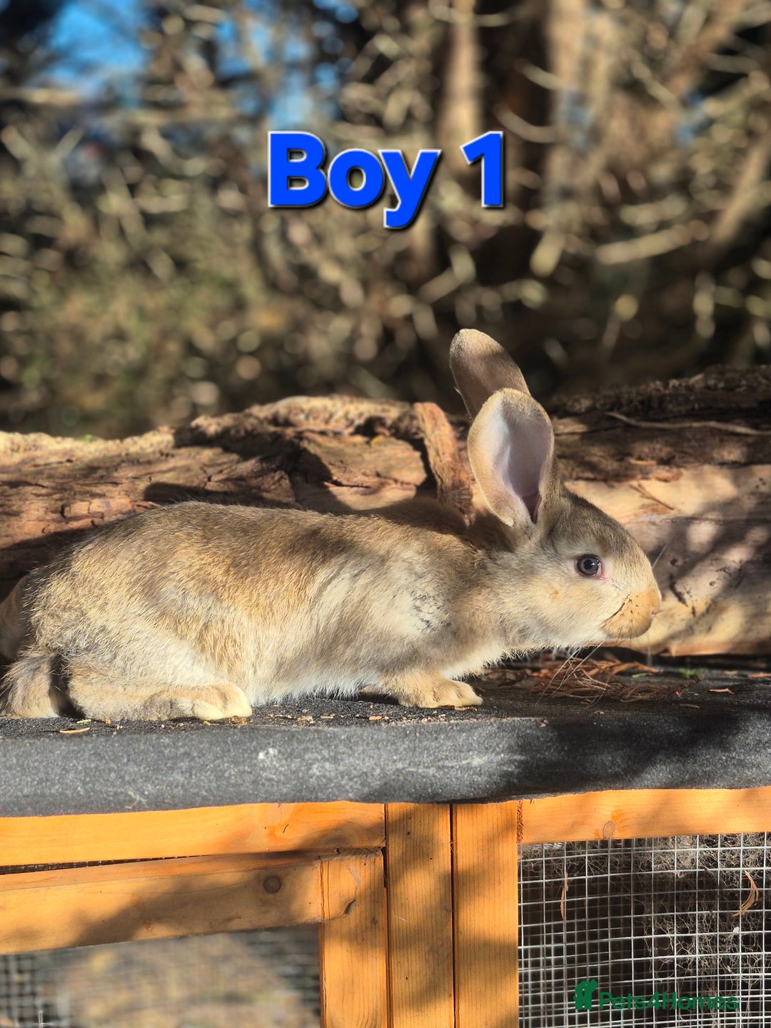 Continental Giant rabbits for sale: Pure Continental Giant Vaccinated  - Advert 14