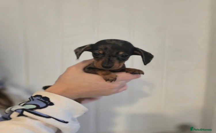 Dachshund dogs - Advert 14