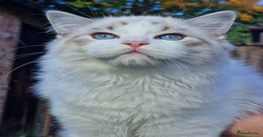 Ragdoll cats - Advert 8