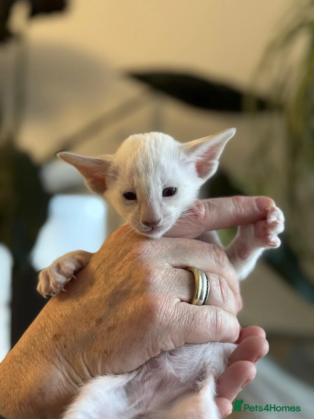 Siamese cats for sale: Stunning Oriental and Siamese kittens - Advert 9