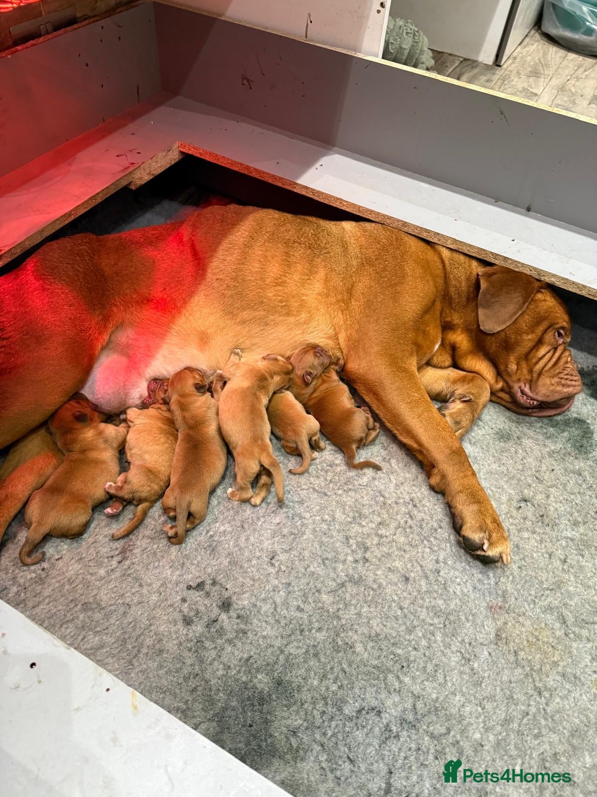 Dogue De Bordeaux dogs 1 FEMALE DOGUE DE BORDEAUX 🐶 - Advert 16