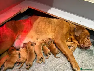 Dogue De Bordeaux dogs 1 FEMALE DOGUE DE BORDEAUX 🐶 - Advert 16