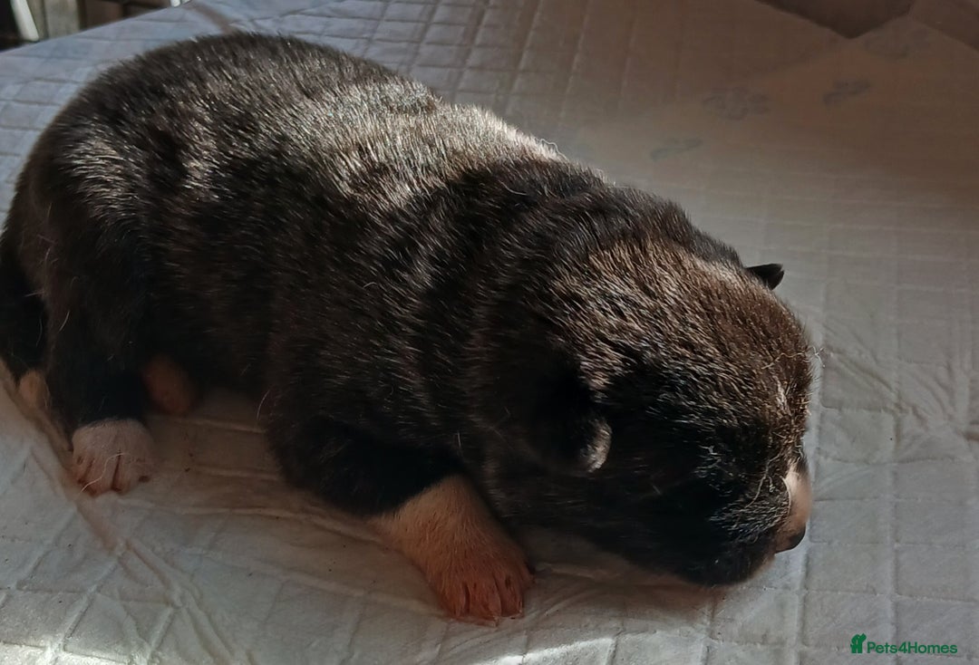 Akita dogs for sale: Japanese  aktia  puppies  born 3rd of September  - Image 1