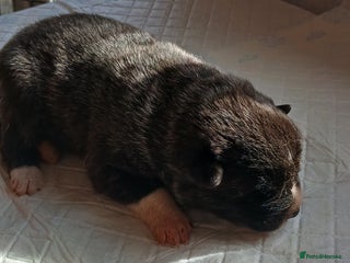 Akita dogs - Advert 12