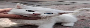Turkish Van 4