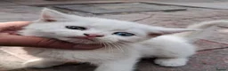 Turkish Van cats for sale: 6 Beautiful Kittens Looking for Loving Homes 🐾 - Advert 11