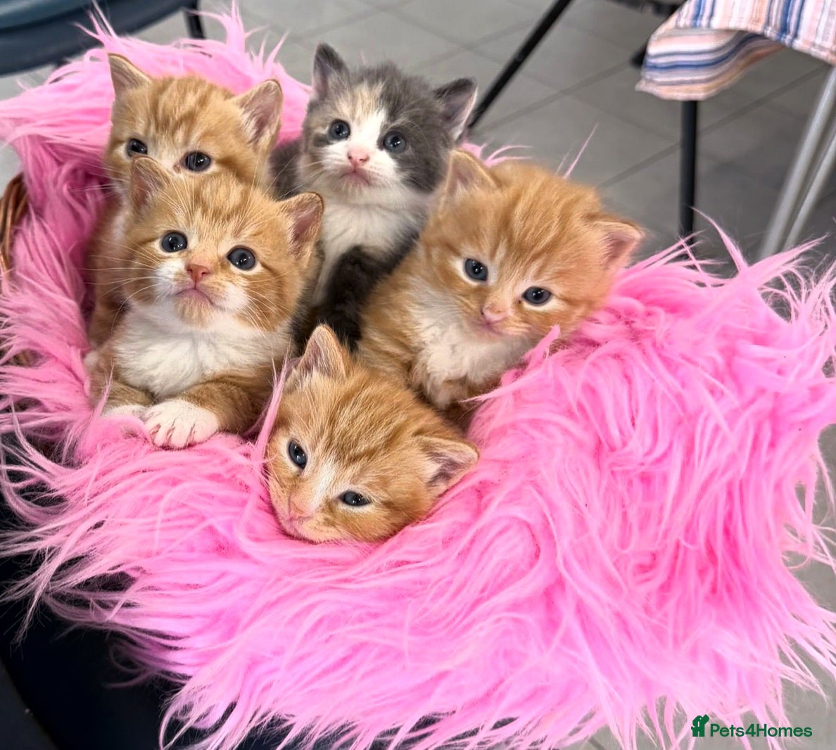 Mixed Breed cats Maine Coon X Ginger Kittens – 4 Stunning Boys  - Advert 2