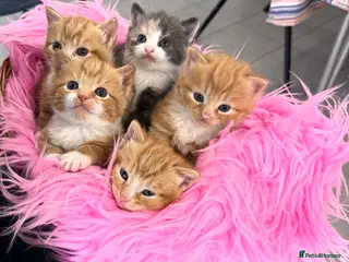 Mixed Breed cats Maine Coon X Ginger Kittens – 4 Stunning Boys - Advert 2