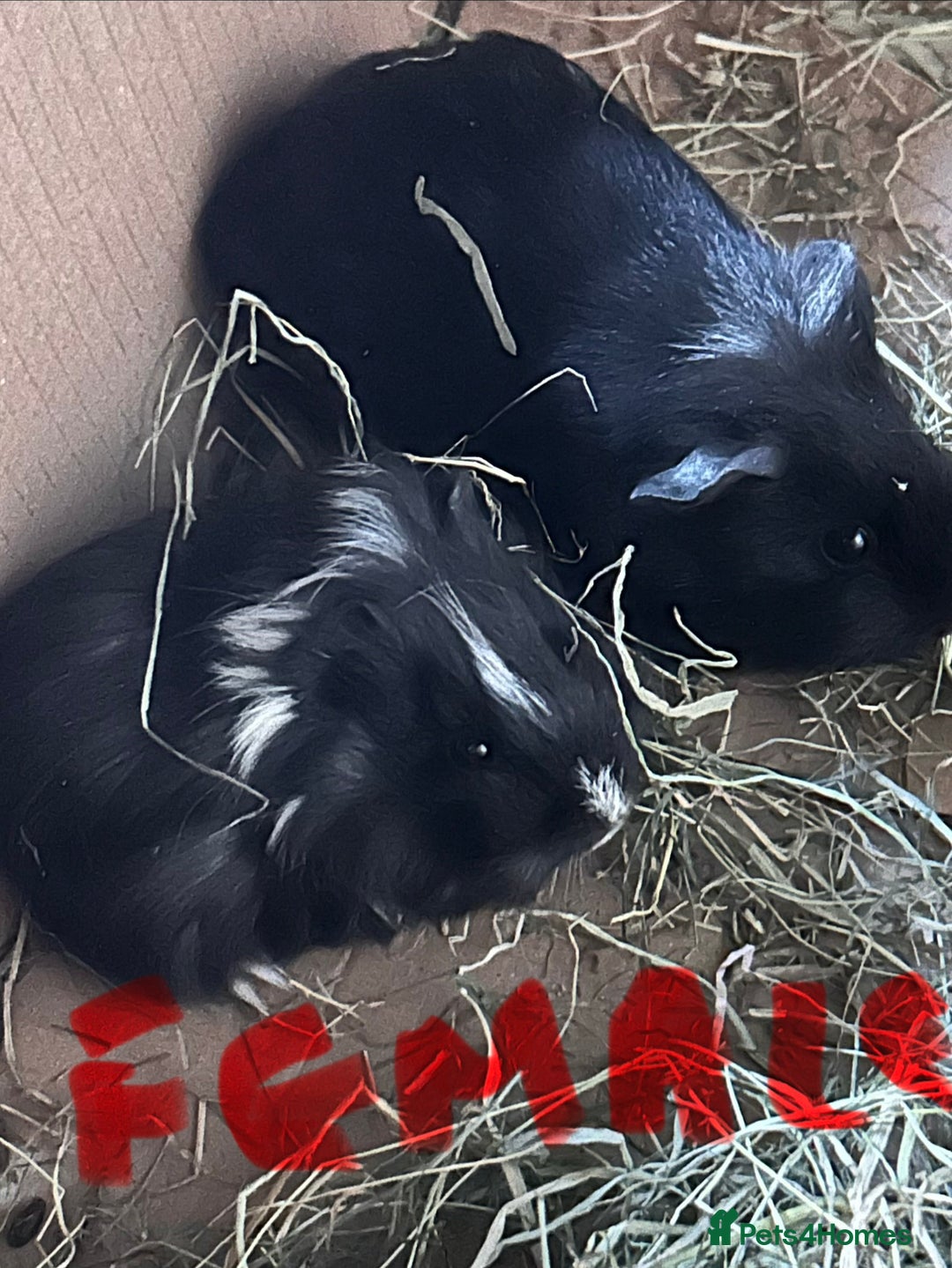 Guinea Pig rodents for sale: Baby guinea pigs - Advert 8