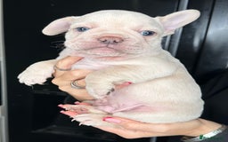 French Bulldog dogs for sale: Quality Frenchbull dogs - Image 17