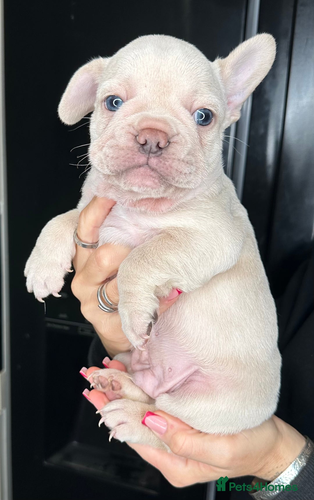 French Bulldog dogs for sale: Quality Frenchbull dogs - Image 17