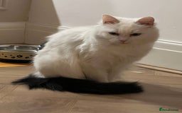 Mixed Breed cats for sale: Female white longhair cat looking for home - Image 2