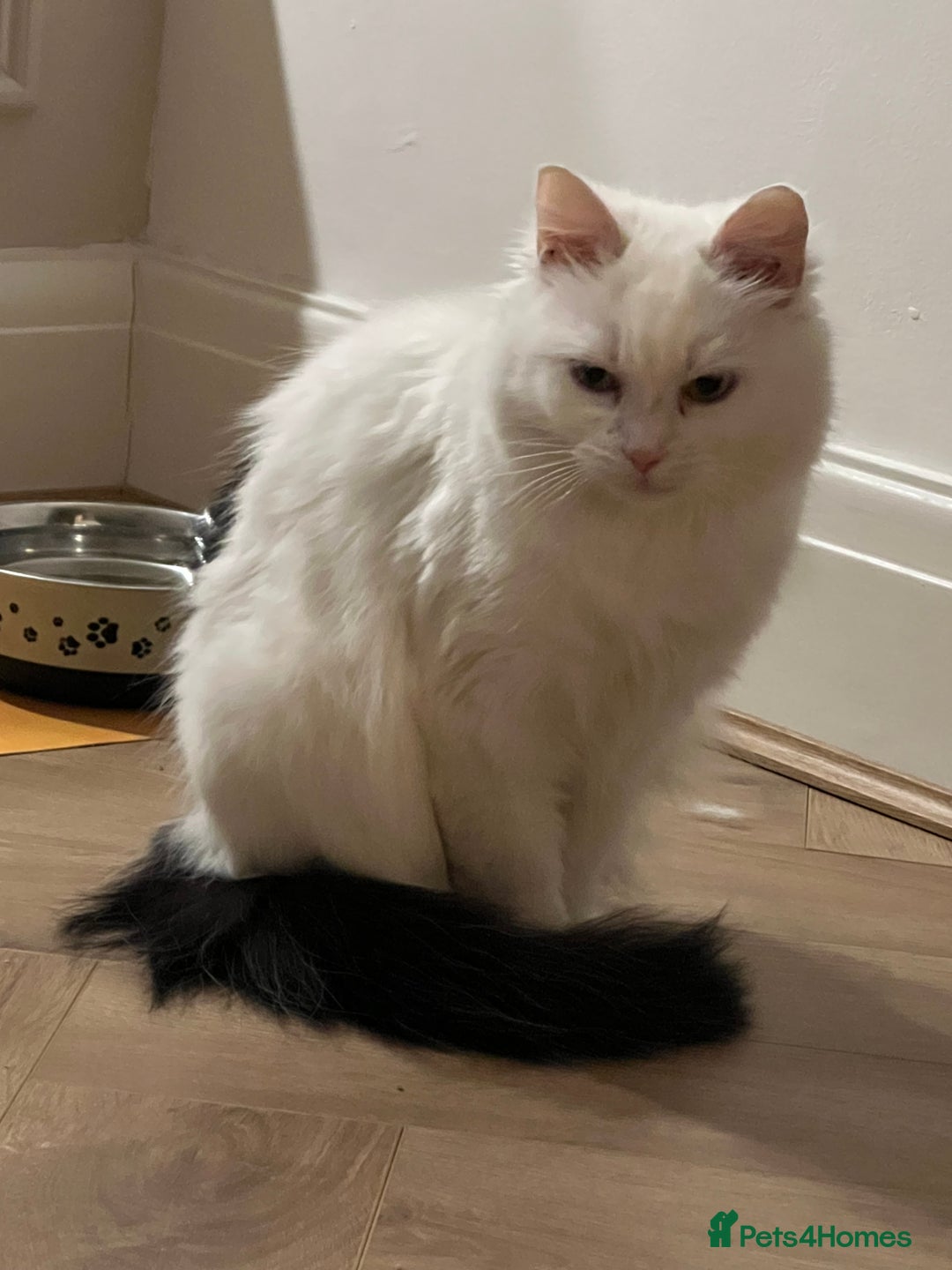 Mixed Breed cats for sale: Female white longhair cat looking for home - Image 2