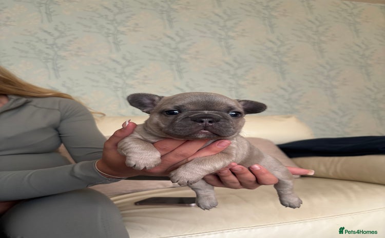 French Bulldog dogs - Advert 2