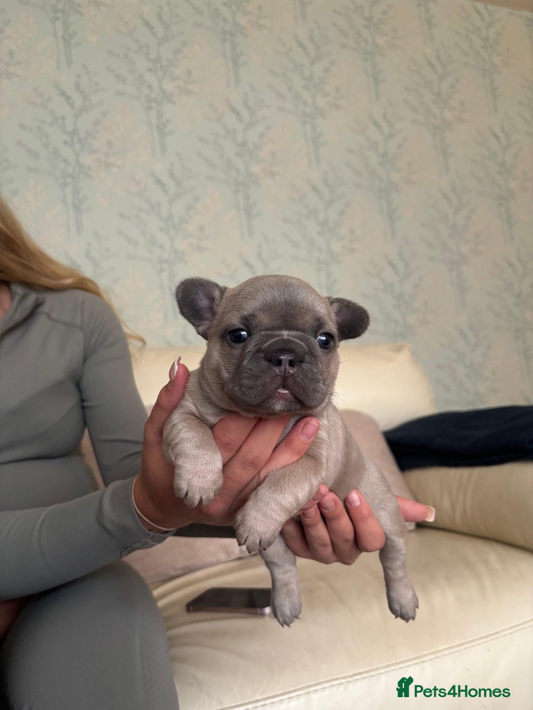 French Bulldog dogs for sale: Beautiful Frenchbulldog puppies 🇫🇷  - Image 1