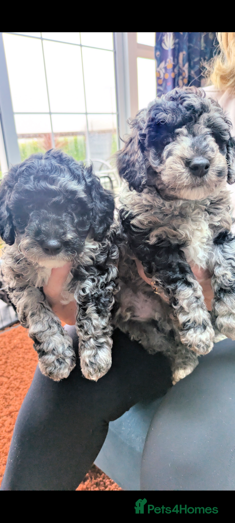 Miniature Poodle dogs **READY NOW**Miniature Poodles Puppies (Blue Merl) - Advert 2