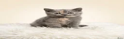 British Longhair cats for sale: Gorgeous GCCF registered British long & shorthair  - Advert 6