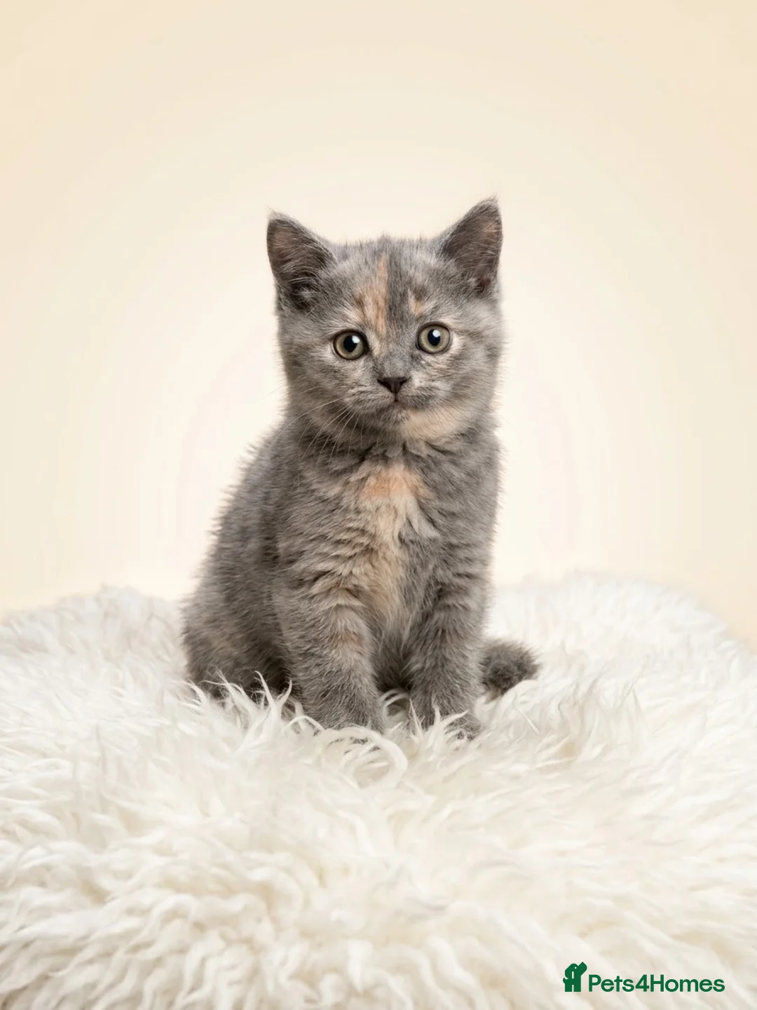 British Longhair cats for sale: Gorgeous GCCF registered British long & shorthair  - Advert 6