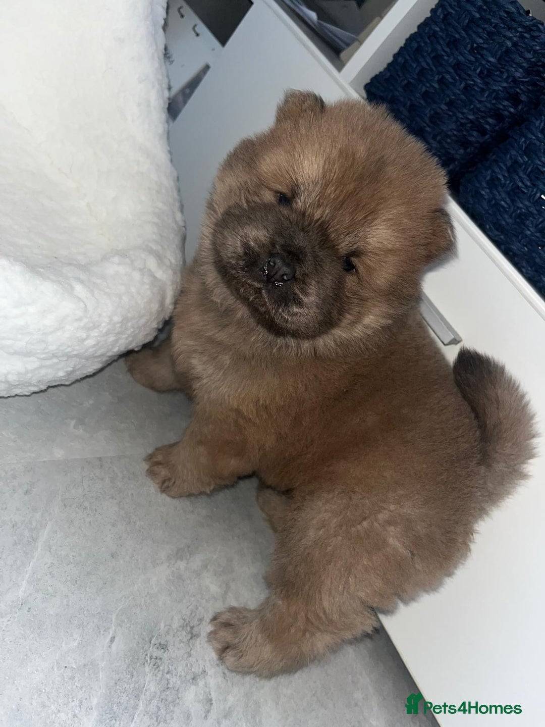 Chow Chow dogs for sale: CHOW CHOW PUPPYS  - Advert 6