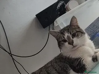 Mixed Breed cats Kittens for sale - Advert 2