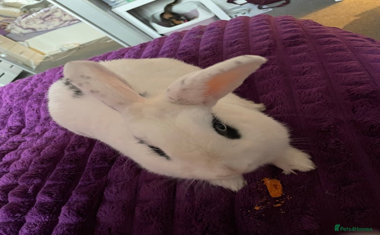 Mixed Breed rabbits - Advert 5