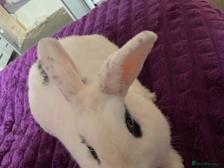 Mixed Breed rabbits - Advert 6