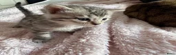 Bengal cats for sale: All bengals reserved - savannah babies available  - Advert 17