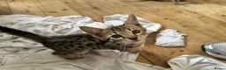 Bengal cats for sale: Bengal X Savannah kittens  in Feltham - Advert 13