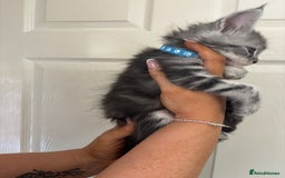 Maine Coon cats for sale: Maine coon kittens TICA registered  - Image 2
