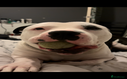 American Bully dogs for sale: Beautiful American Bully - Image 2