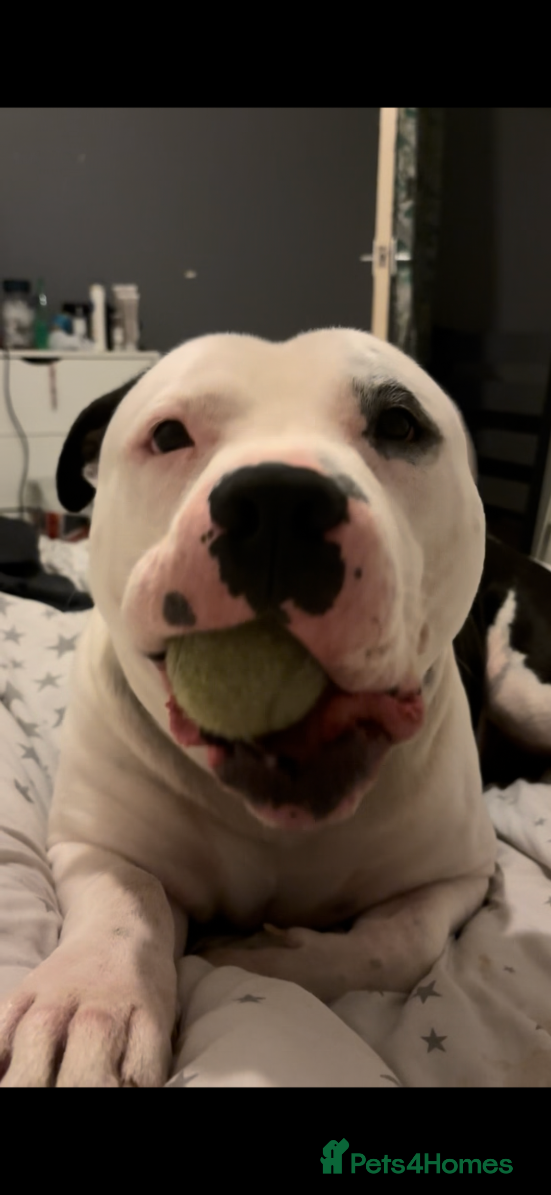 American Bully dogs for sale: Beautiful American Bully - Image 2