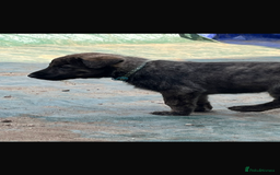 Mixed Breed dogs for sale: German Shepard X Dutch Herder Puppies - Image 13