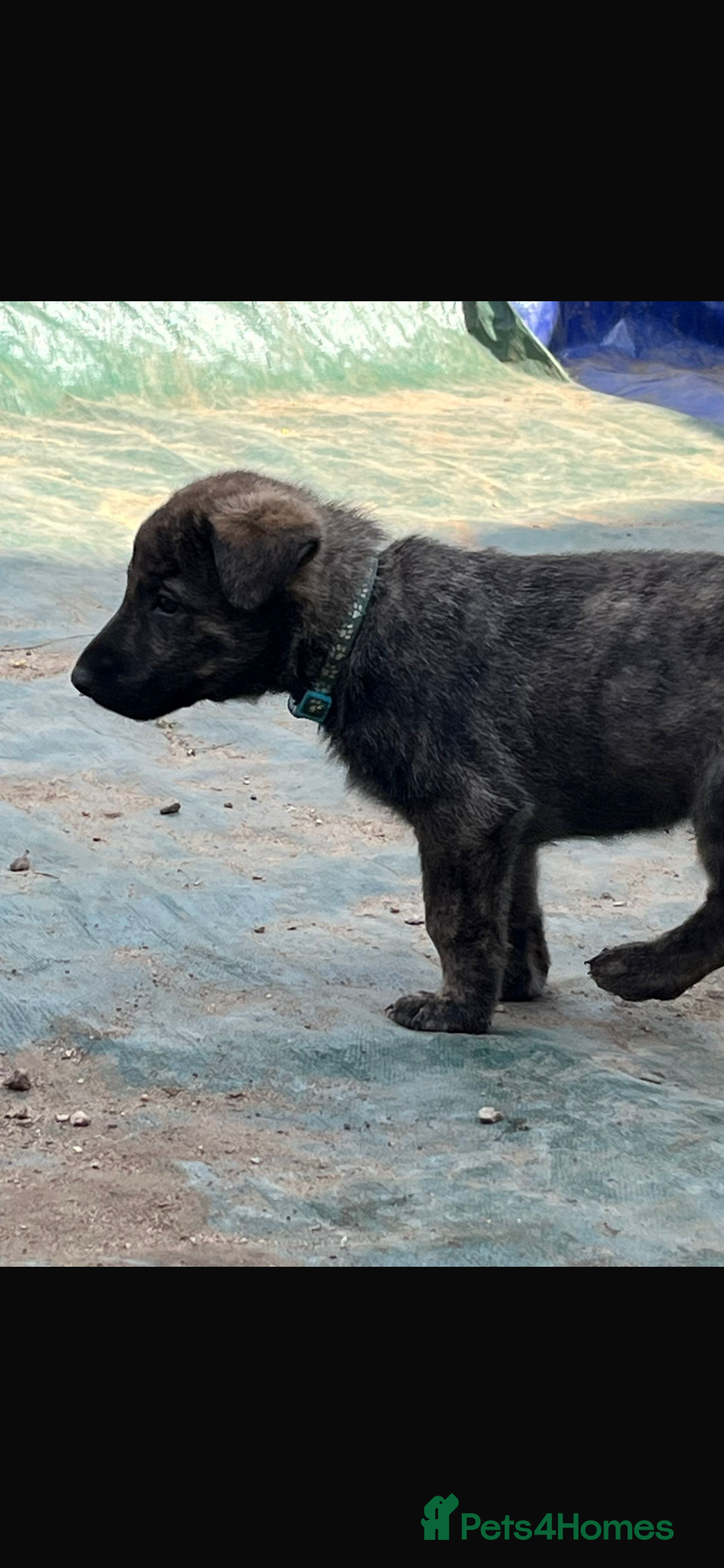 Mixed Breed dogs for sale: German Shepard X Dutch Herder Puppies - Image 13