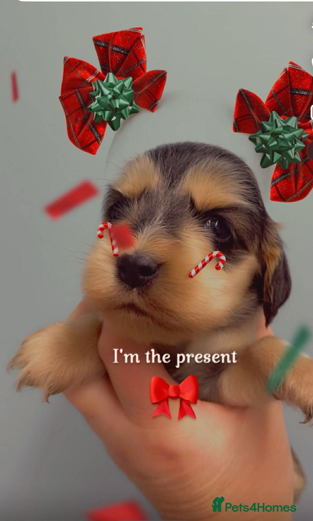 Cocker Spaniel dogs for sale: Show cocker spaniels - Advert 3