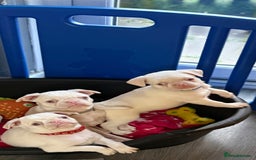 Pug dogs for sale: 5 REDUCED PUG PUPPYS🩵 ready to leave  - Image 4